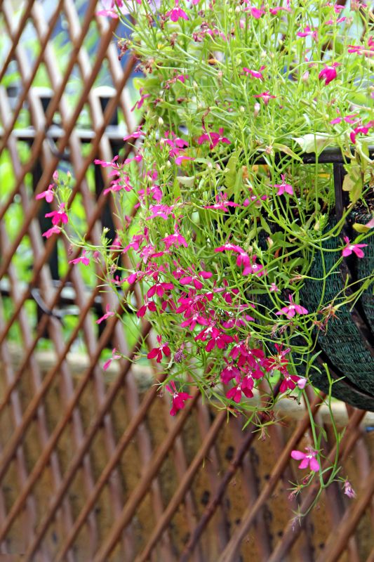 Rose Trellis Installation in Conroe, TX